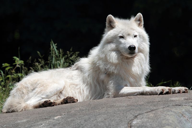 arctic